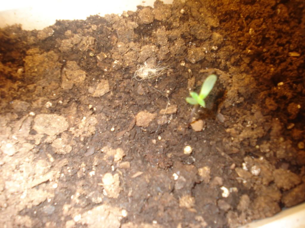 DSC01139.jpg