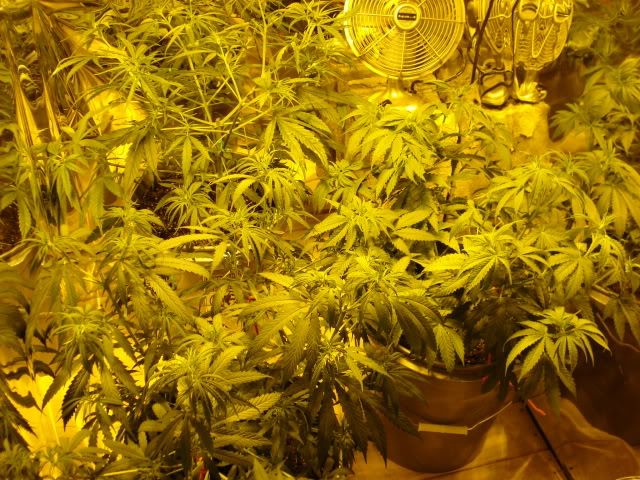 TSSLifeofPlant020.jpg
