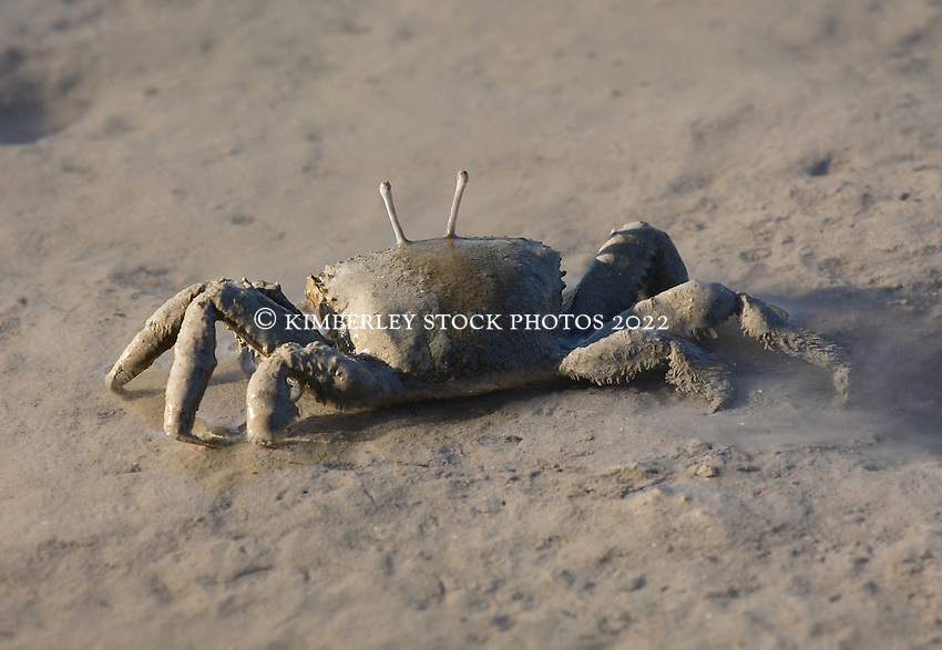 Mud-crab-Traverse-Island.jpg