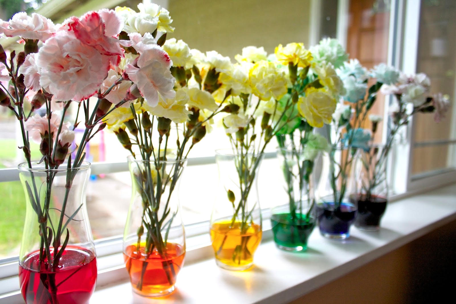 colorful-carnations.jpg