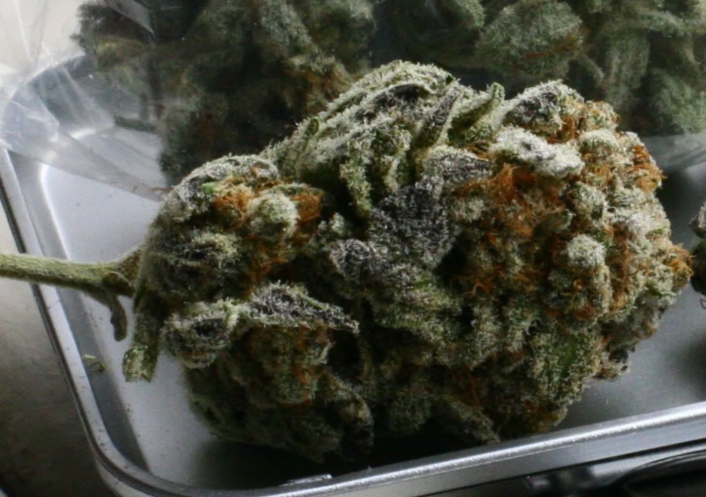 PermaFrost5.jpg