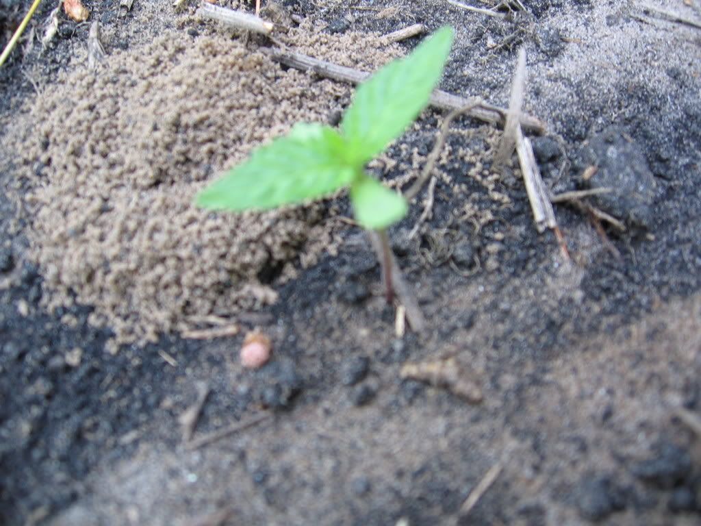 IMG_0332.jpg