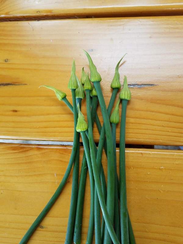 scapes.jpg