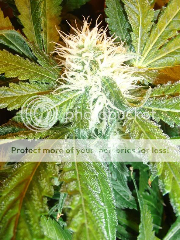 Week14_Bud3.jpg