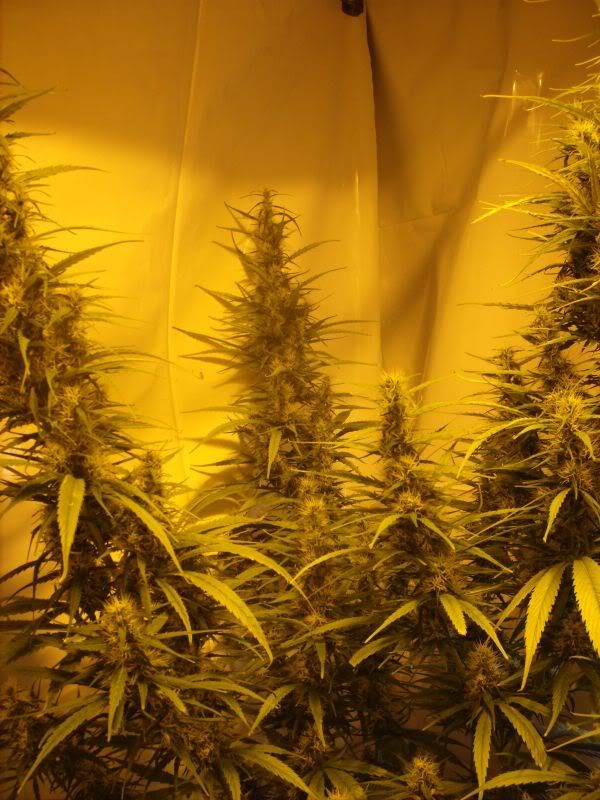 plants17012.jpg