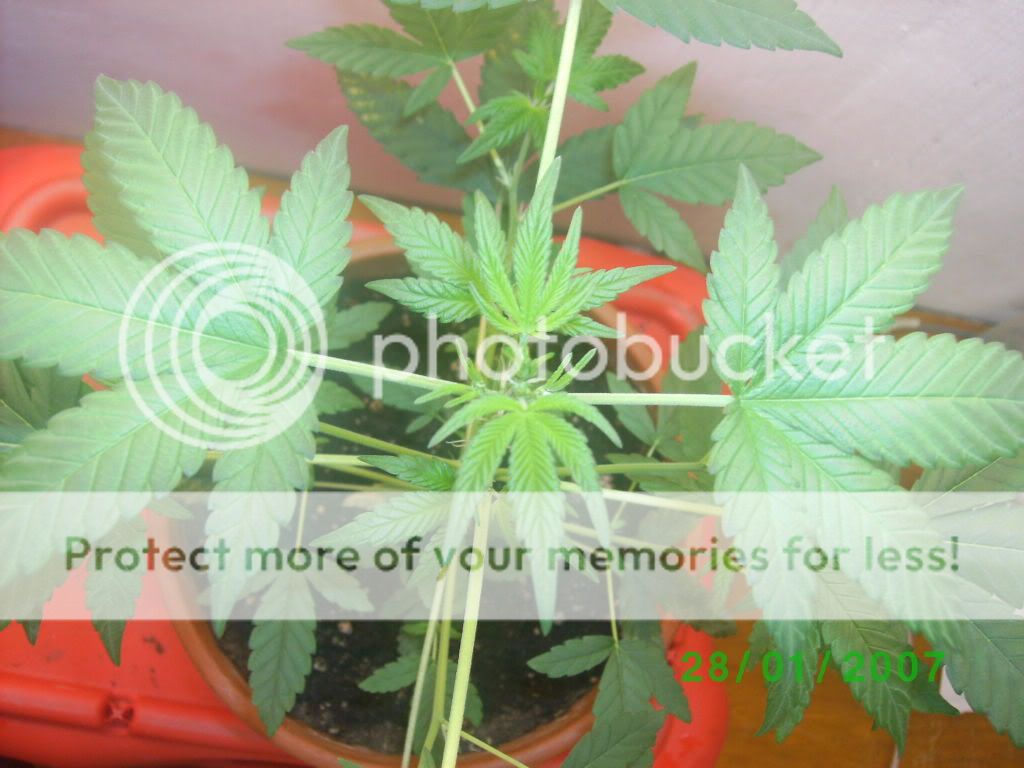 myplant004.jpg