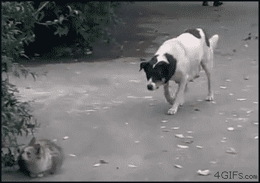 vvMXYAZ.gif