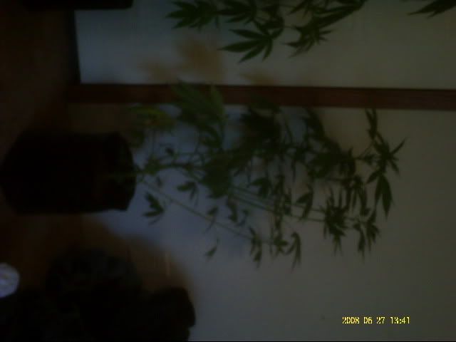 PICT0005-2.jpg