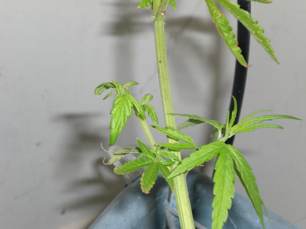 CIMG0253.jpg