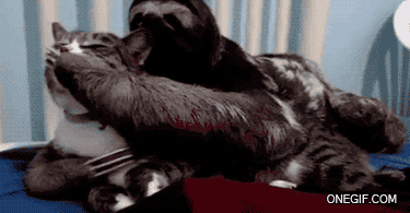 FUoNmjE.gif