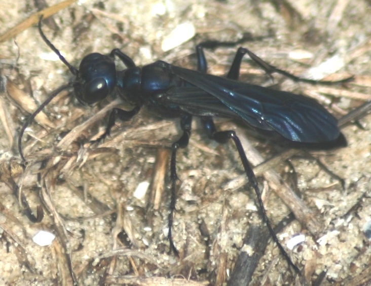 spider%20wasp%20hook%20pole%20creek%20trail%2072308.JPG