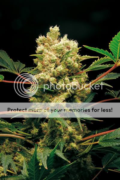 powerkush-1.jpg