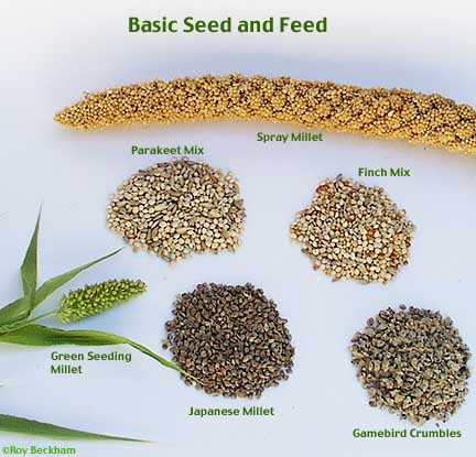 seedfeed.jpg