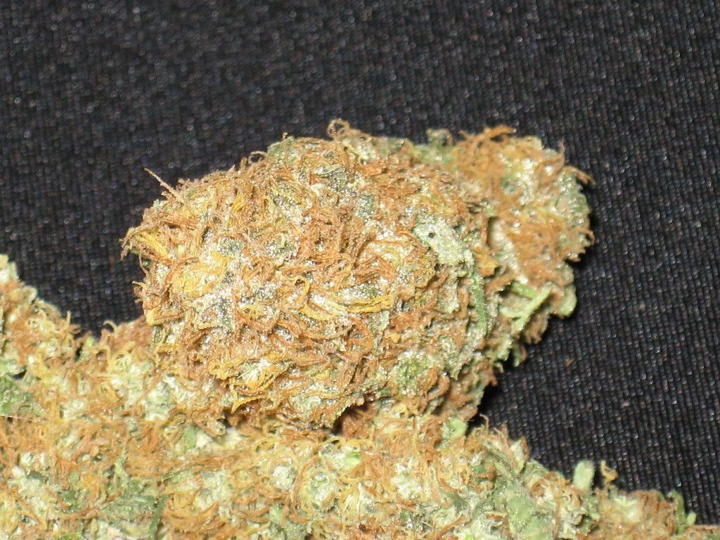 IMG_2098.jpg
