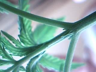 Picture49.jpg