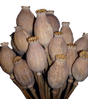 tasmanian-med-poppy-pods.jpg