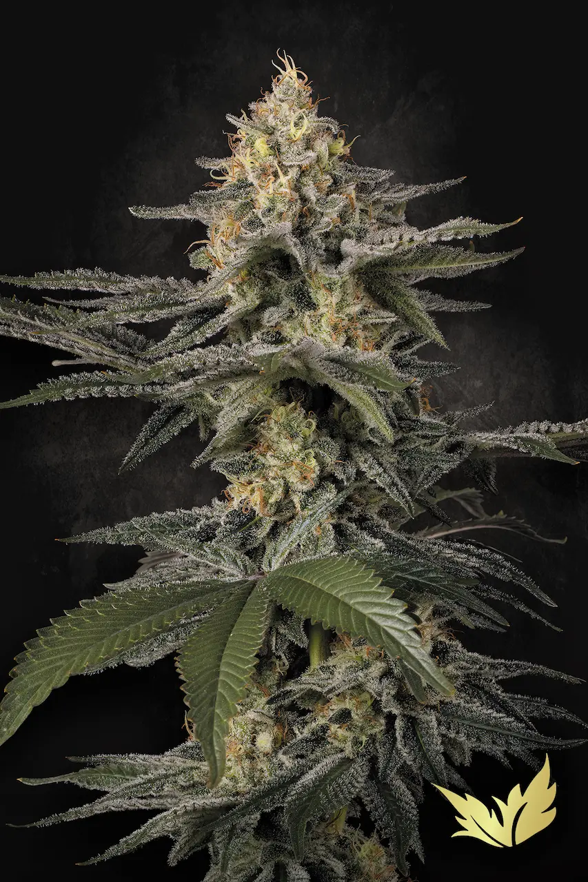www.paradise-seeds.com