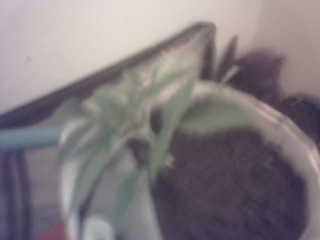 RetardplantTransplant001.jpg