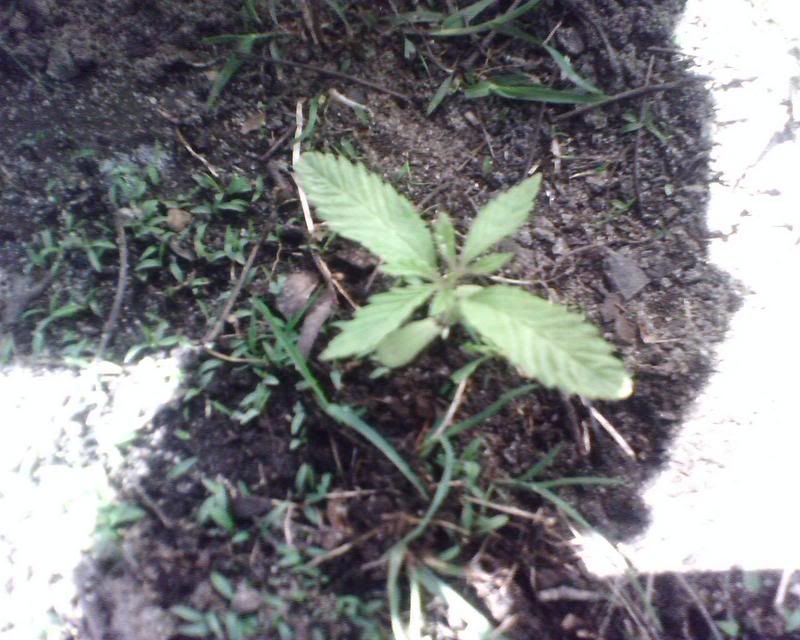 IMG00084.jpg