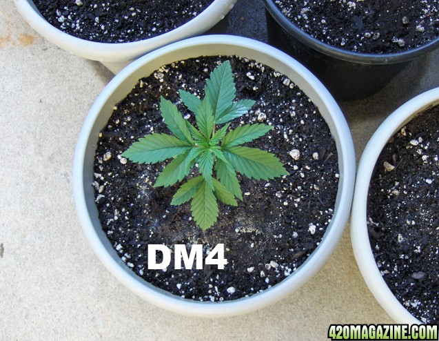 dm6.jpg