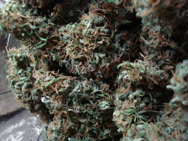 TSSLifeofPlant015.jpg