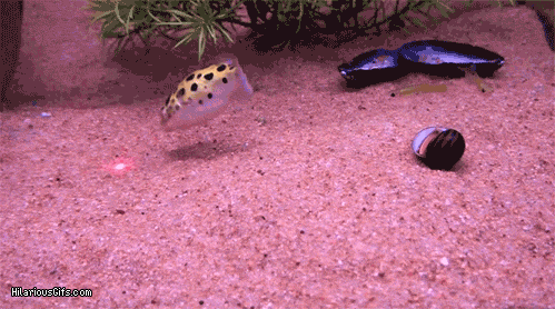 xWlyA2.gif
