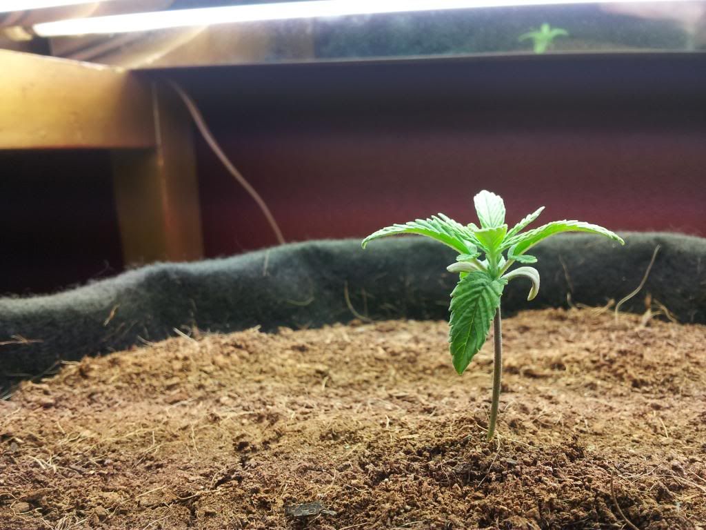 Axilla2wks4days.jpg
