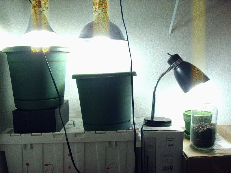 P6150001.jpg