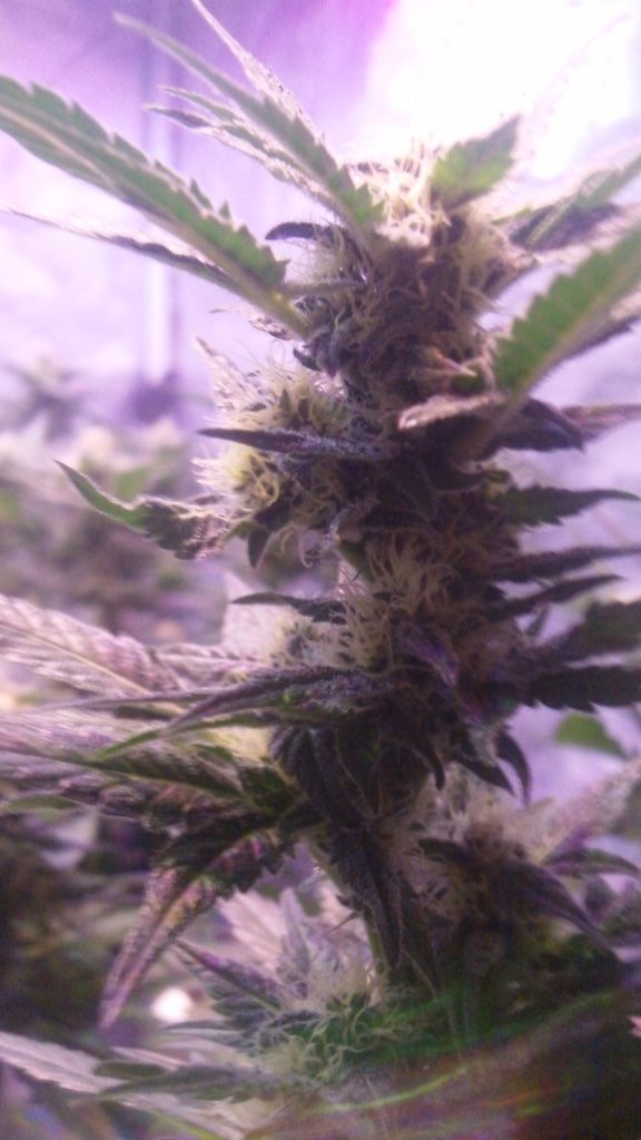 6%20-%20bud%20shots_zpszcyk487o.jpg