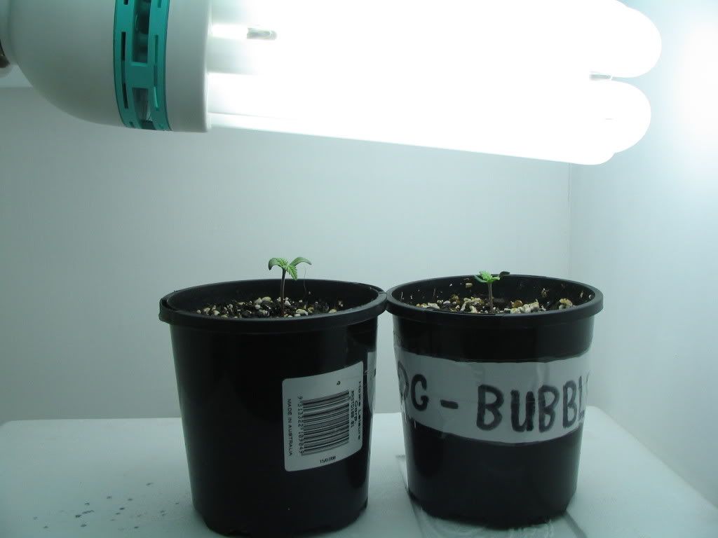 babies.jpg