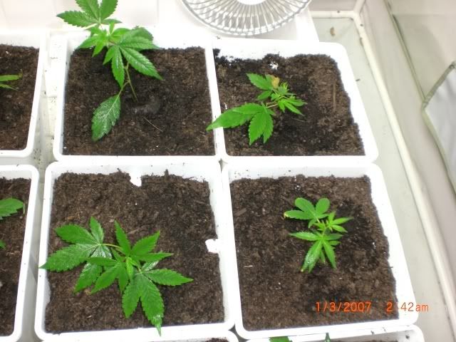 plants14.jpg