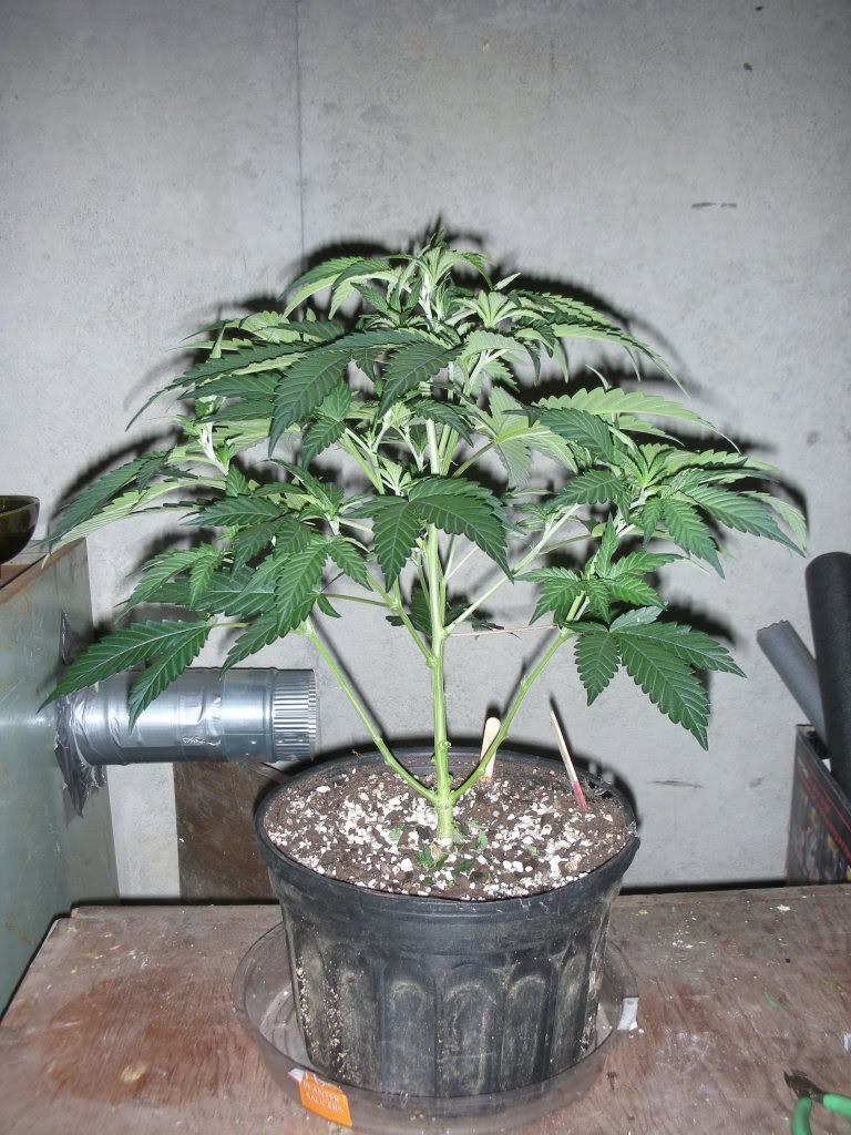 DSCN2544.jpg