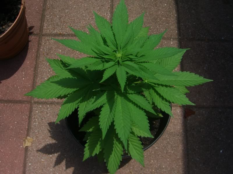 marijuana012.jpg