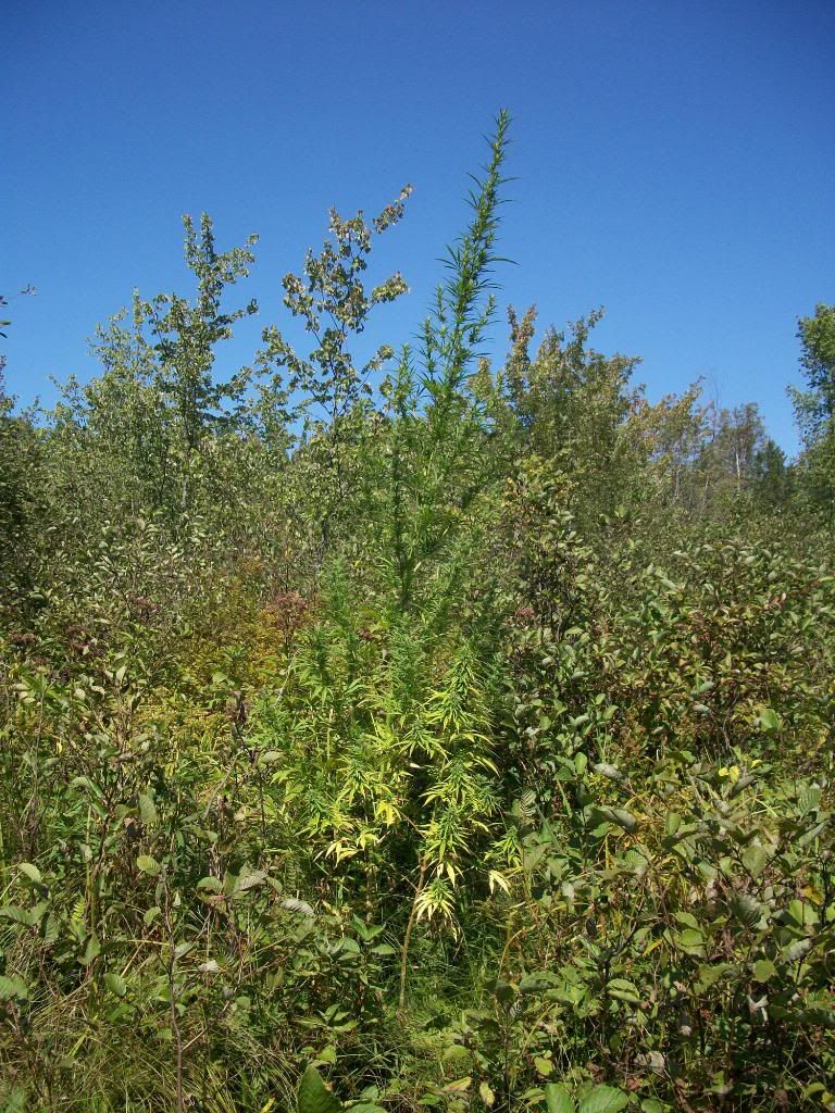 lateaugust2010184.jpg