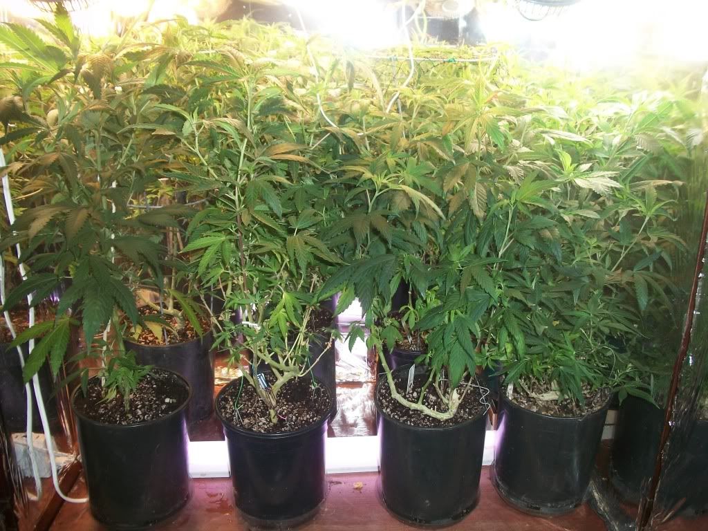 9-4-11011.jpg