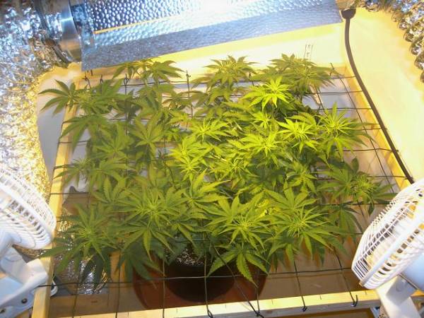 super-skunk-flower-start-week-1-top.jpg
