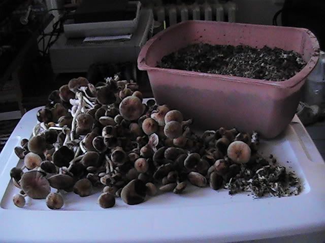 B0000383.jpg