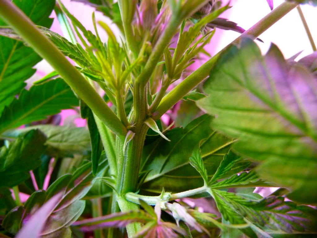 bag2-pistils.jpg