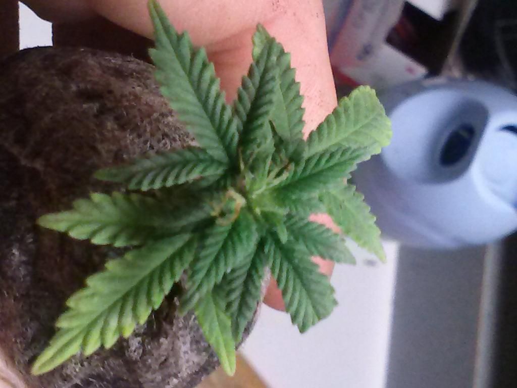 0205132227_zps47020df4.jpeg