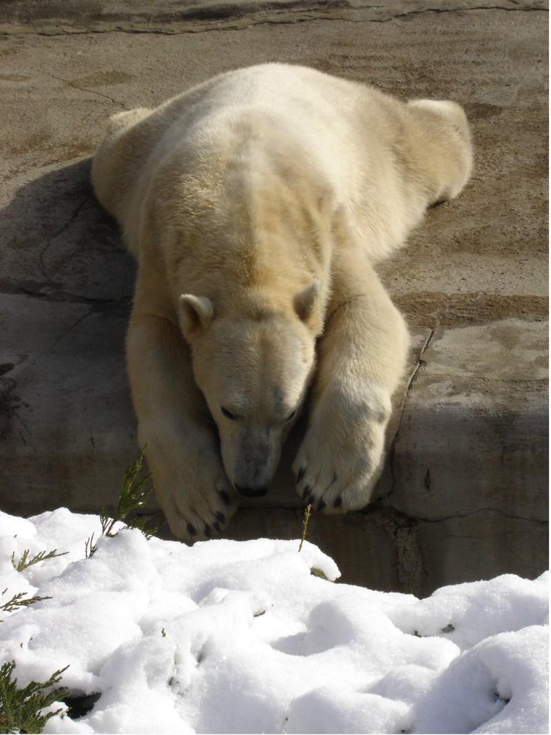 Sad+Polar+Bear.JPG