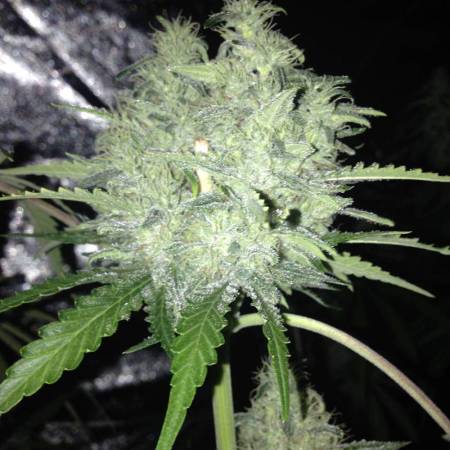 growdiaries.com