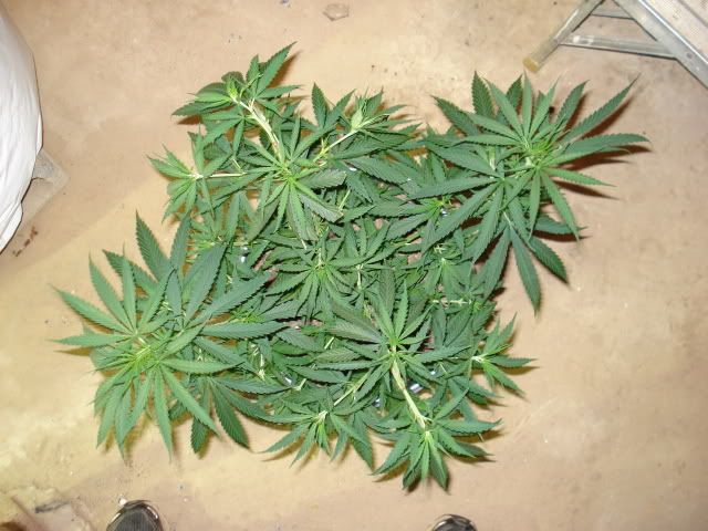 TSSLifeofPlant018.jpg