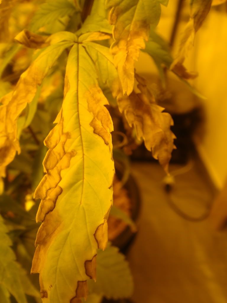 DSC01463.jpg