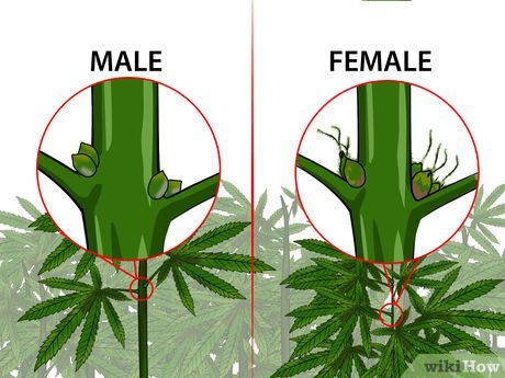 cannabisanatomy.jpg