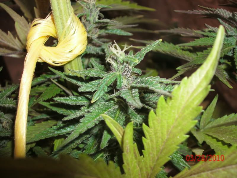 GEDC0454.jpg