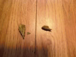 weirdweed.jpg