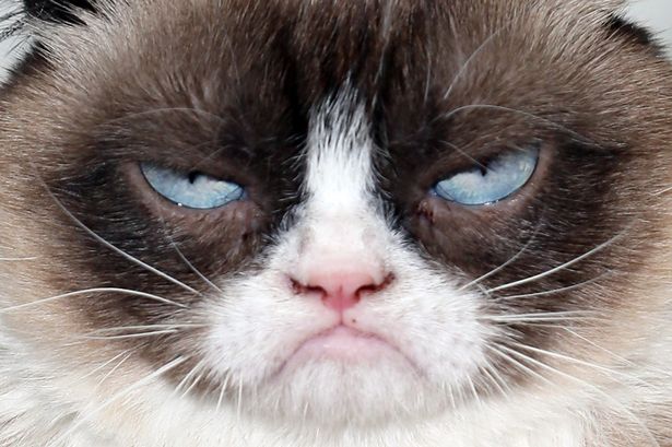 Grumpy-Cat.jpg