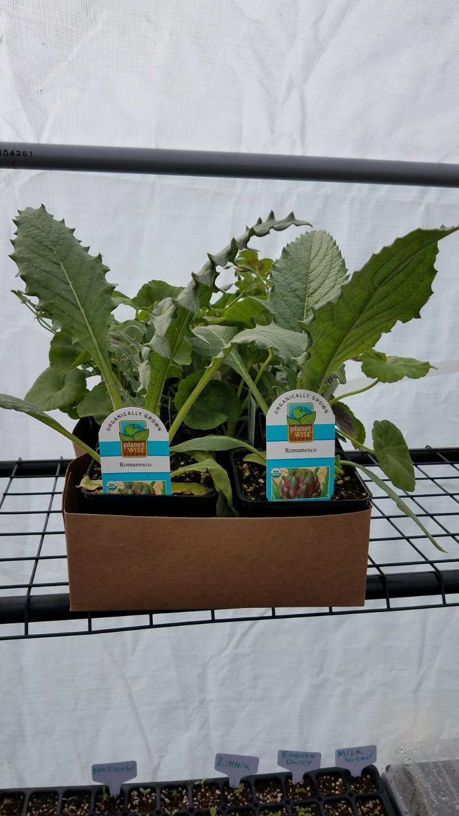 artichoke.jpg