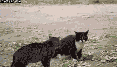 source.gif