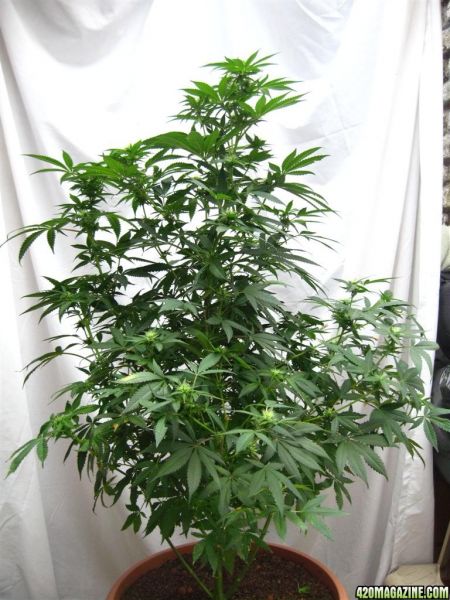 BB_CC_Grow_Update_Sep_13_11_.jpg